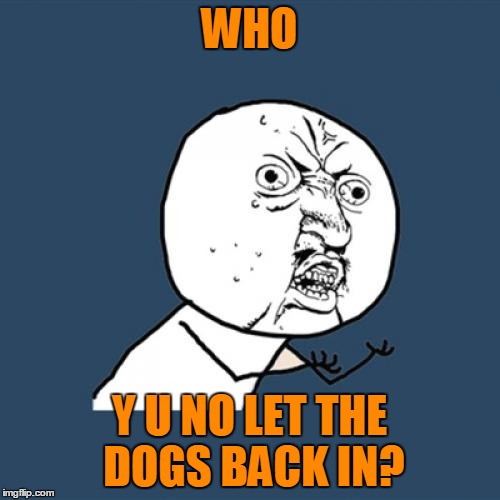 Y U No Meme | WHO Y U NO LET THE DOGS BACK IN? | image tagged in memes,y u no | made w/ Imgflip meme maker