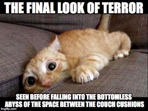 You never know what you'll find down there | THE FINAL LOOK OF TERROR; SEEN BEFORE FALLING INTO THE BOTTOMLESS ABYSS OF THE SPACE BETWEEN THE COUCH CUSHIONS | image tagged in cat,couch | made w/ Imgflip meme maker