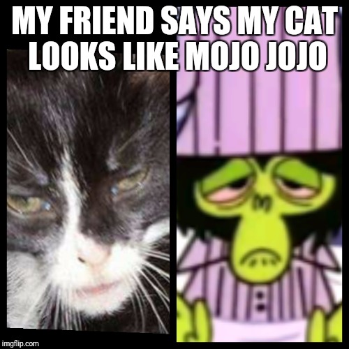 My Cat  |  MY FRIEND SAYS MY CAT LOOKS LIKE MOJO JOJO | image tagged in cats,power puff girls | made w/ Imgflip meme maker