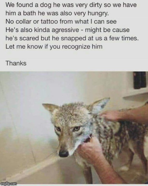 Please help find the owner of this  lost dog | . | image tagged in coyote,dog | made w/ Imgflip meme maker