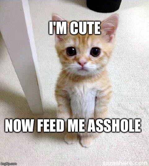 Cute Cat Meme | I'M CUTE; NOW FEED ME ASSHOLE | image tagged in memes,cute cat | made w/ Imgflip meme maker