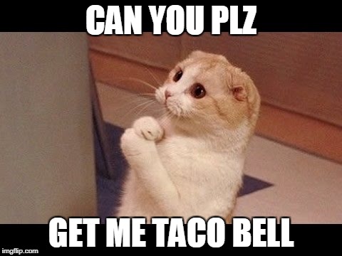 CAN YOU PLZ; GET ME TACO BELL | image tagged in please | made w/ Imgflip meme maker