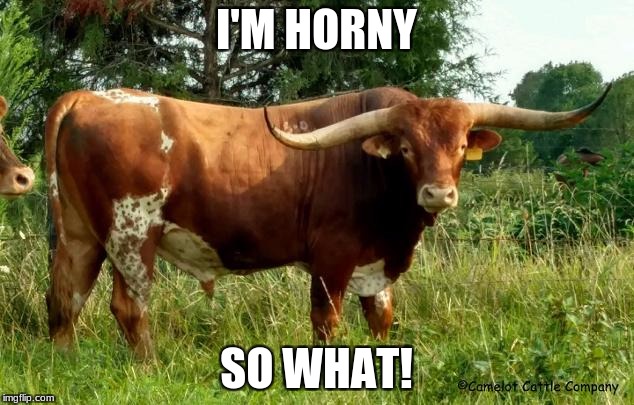 Horny Bull | I'M HORNY; SO WHAT! | image tagged in horny,bull | made w/ Imgflip meme maker