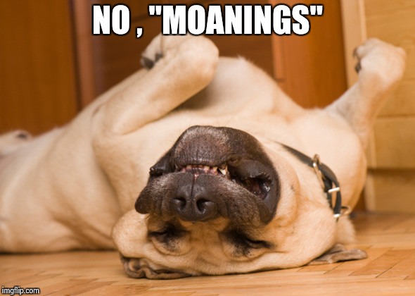 Sleeping dog | NO , "MOANINGS" | image tagged in sleeping dog | made w/ Imgflip meme maker