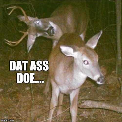 Dat aas doe | DAT ASS DOE.... | image tagged in hunting,deer,memes,meme,ass,dat ass | made w/ Imgflip meme maker