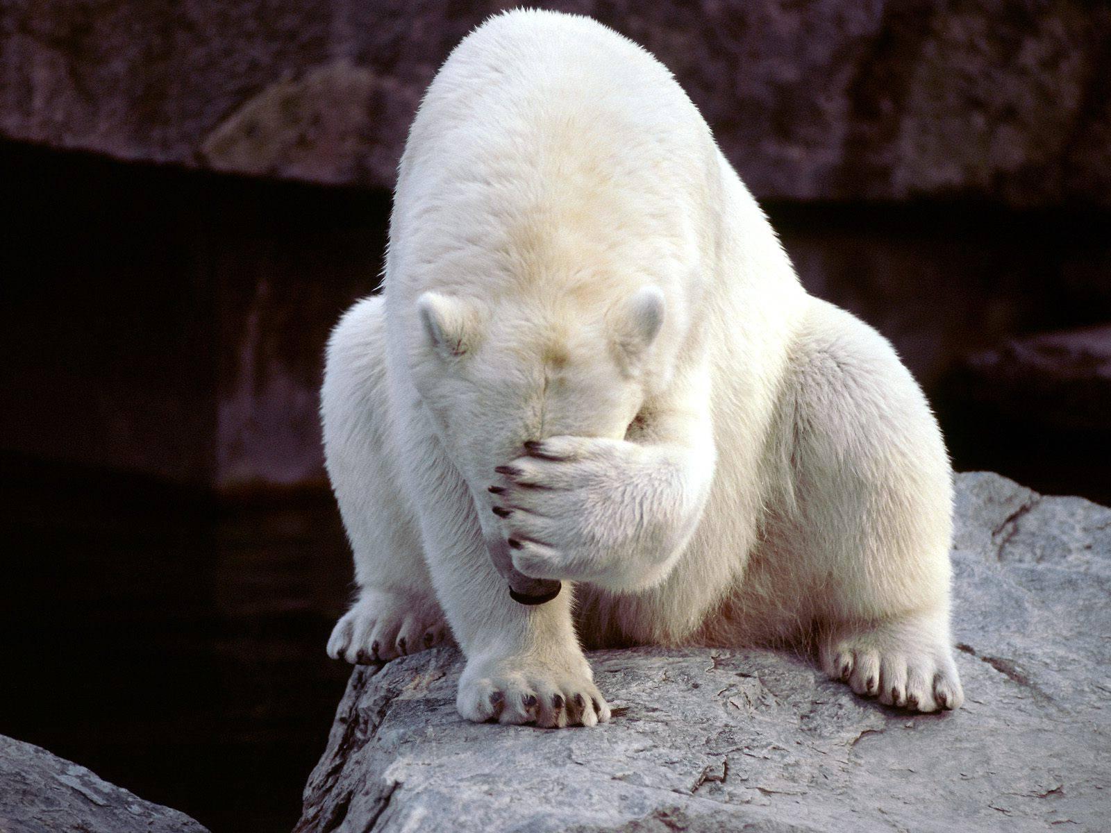 Ashamed Polar Bear Blank Meme Template