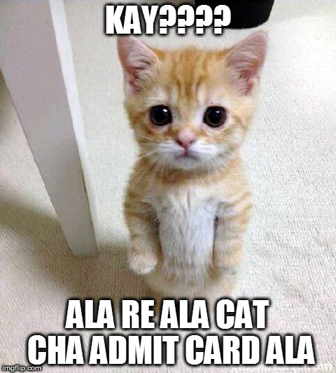 Cute Cat Meme | KAY???? ALA RE ALA CAT CHA ADMIT CARD ALA | image tagged in memes,cute cat | made w/ Imgflip meme maker