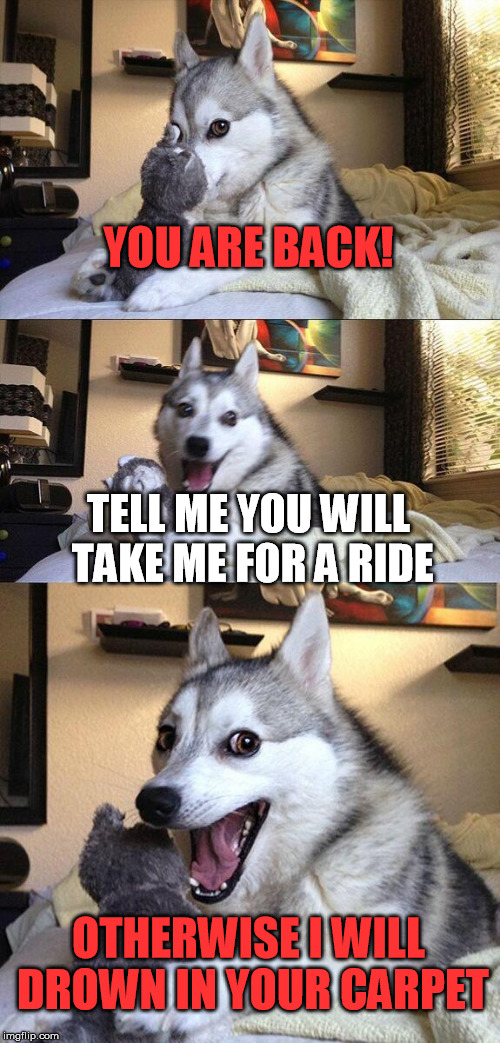 Bad Pun Dog Meme | YOU ARE BACK! TELL ME YOU WILL TAKE ME FOR A RIDΕ; OTHERWISE I WILL DROWN IN YOUR CARPEΤ | image tagged in memes,bad pun dog | made w/ Imgflip meme maker