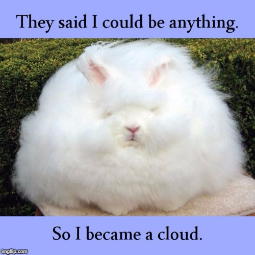 This Angora Rabbit... | . | image tagged in funny,cute,rabbit,cloud,woolly | made w/ Imgflip meme maker