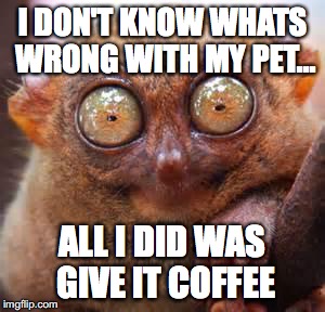 eyes | I DON'T KNOW WHATS WRONG WITH MY PET... ALL I DID WAS GIVE IT COFFEE | image tagged in eyes | made w/ Imgflip meme maker