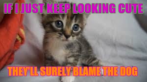 Cat gets away with it | IF I JUST KEEP LOOKING CUTE; THEY'LL SURELY BLAME THE DOG | image tagged in cats | made w/ Imgflip meme maker