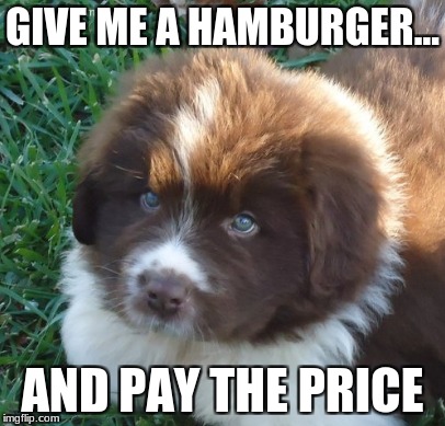 hamburger dog | GIVE ME A HAMBURGER... AND PAY THE PRICE | image tagged in back in my day | made w/ Imgflip meme maker