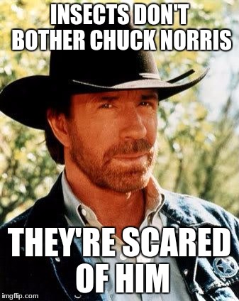 Sometimes you just wish you had a mosquito-proof forcefield... | INSECTS DON'T BOTHER CHUCK NORRIS; THEY'RE SCARED OF HIM | image tagged in memes,chuck norris,insects | made w/ Imgflip meme maker