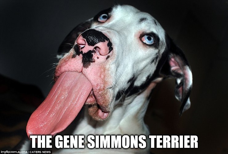 The dog of KISS | THE GENE SIMMONS TERRIER | image tagged in kiss,rock music,gene simmons,rock and roll,memes,music | made w/ Imgflip meme maker