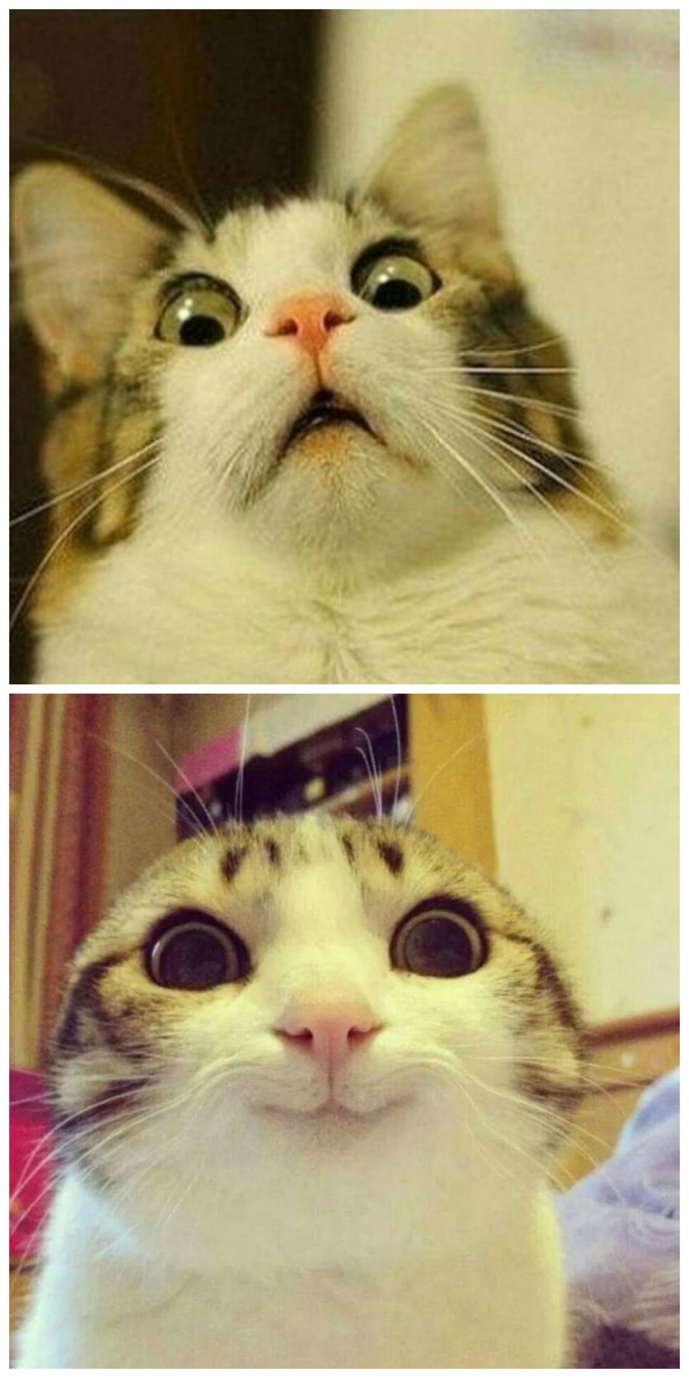 Scared Cat to Happy Cat Blank Meme Template