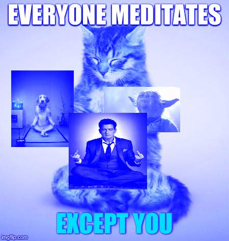 Meditate cat | EVERYONE MEDITATES; EXCEPT YOU | image tagged in meditate cat | made w/ Imgflip meme maker