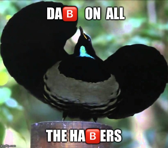 DA🅱️   ON  ALL; THE HA🅱️ERS | image tagged in dank memes,birds | made w/ Imgflip meme maker