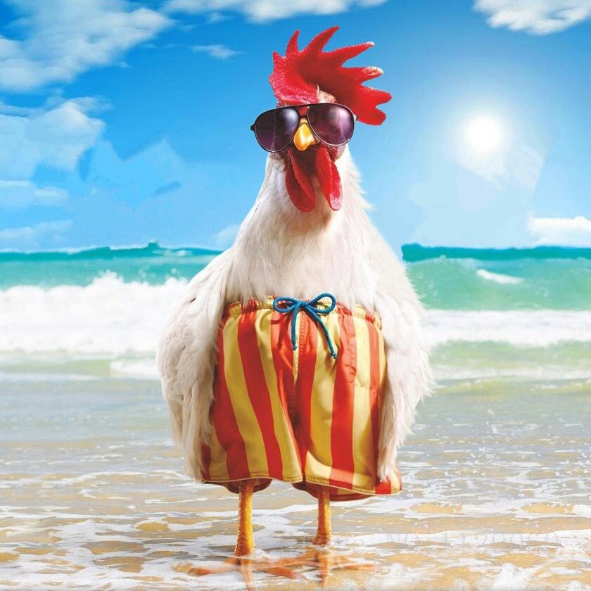 High Quality Chicken Beach Blank Meme Template
