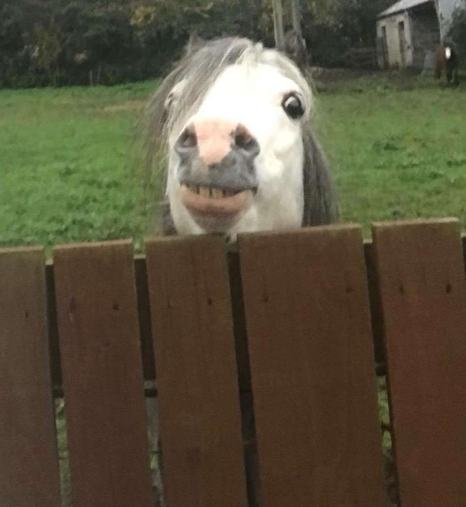 Peering horse Blank Meme Template