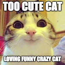 potatos and catshi crazy |  TOO CUTE CAT; LOVING FUNNY CRAZY CAT | image tagged in potatos and catshi crazy | made w/ Imgflip meme maker