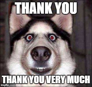 Thanks meme | THANK YOU; THANK YOU VERY MUCH | image tagged in funnydogs | made w/ Imgflip meme maker