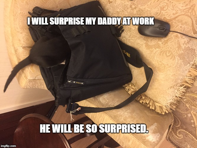 Work kitty | I WILL SURPRISE MY DADDY AT WORK; HE WILL BE SO SURPRISED. | image tagged in work,surprise,cat,kitten,kitty | made w/ Imgflip meme maker