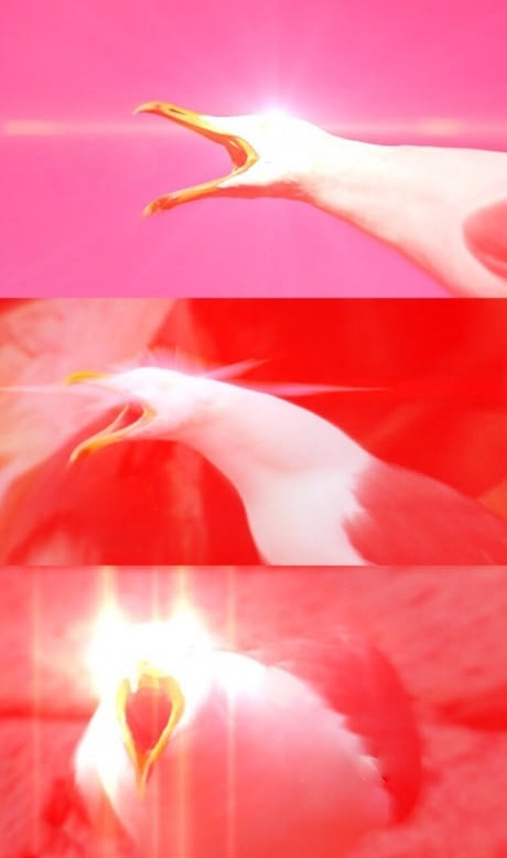 Inhaling Seagull Reply Blank Meme Template