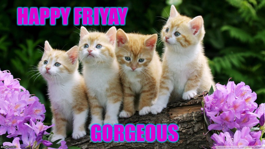 HAPPY FRIYAY; GORGEOUS | image tagged in kittens | made w/ Imgflip meme maker