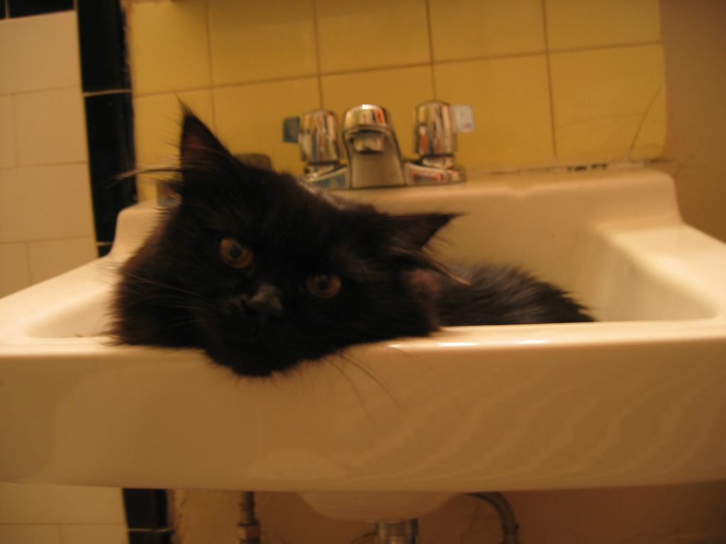 sink kitty 2 Blank Meme Template