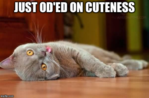 JUST OD'ED ON CUTENESS | made w/ Imgflip meme maker