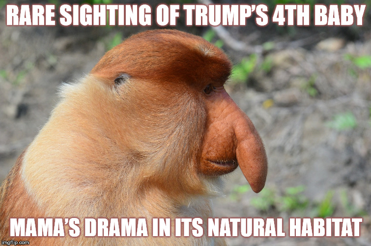 Trump Rump Monkey | RARE SIGHTING OF TRUMP’S 4TH BABY; MAMA’S DRAMA IN ITS NATURAL HABITAT | image tagged in memes,donald trump is an idiot,monkey,animals,trump hair,stupid | made w/ Imgflip meme maker