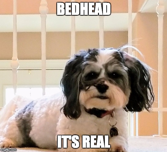 BEDHEAD; IT'S REAL | image tagged in cubbi boy | made w/ Imgflip meme maker