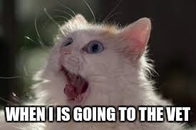 WHEN I IS GOING TO THE VET | image tagged in screaming,cat | made w/ Imgflip meme maker