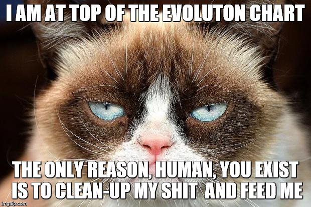 Grumpy Cat Memes Not Clean - Grumpy Cat