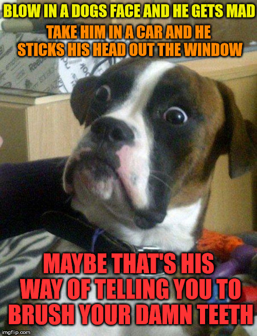 Blankie the Shocked Dog | BLOW IN A DOGS FACE AND HE GETS MAD; TAKE HIM IN A CAR AND HE STICKS HIS HEAD OUT THE WINDOW; MAYBE THAT'S HIS WAY OF TELLING YOU TO BRUSH YOUR DAMN TEETH | image tagged in blankie the shocked dog,memes | made w/ Imgflip meme maker