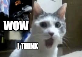 WOW; I THINK | image tagged in cat memes | made w/ Imgflip meme maker