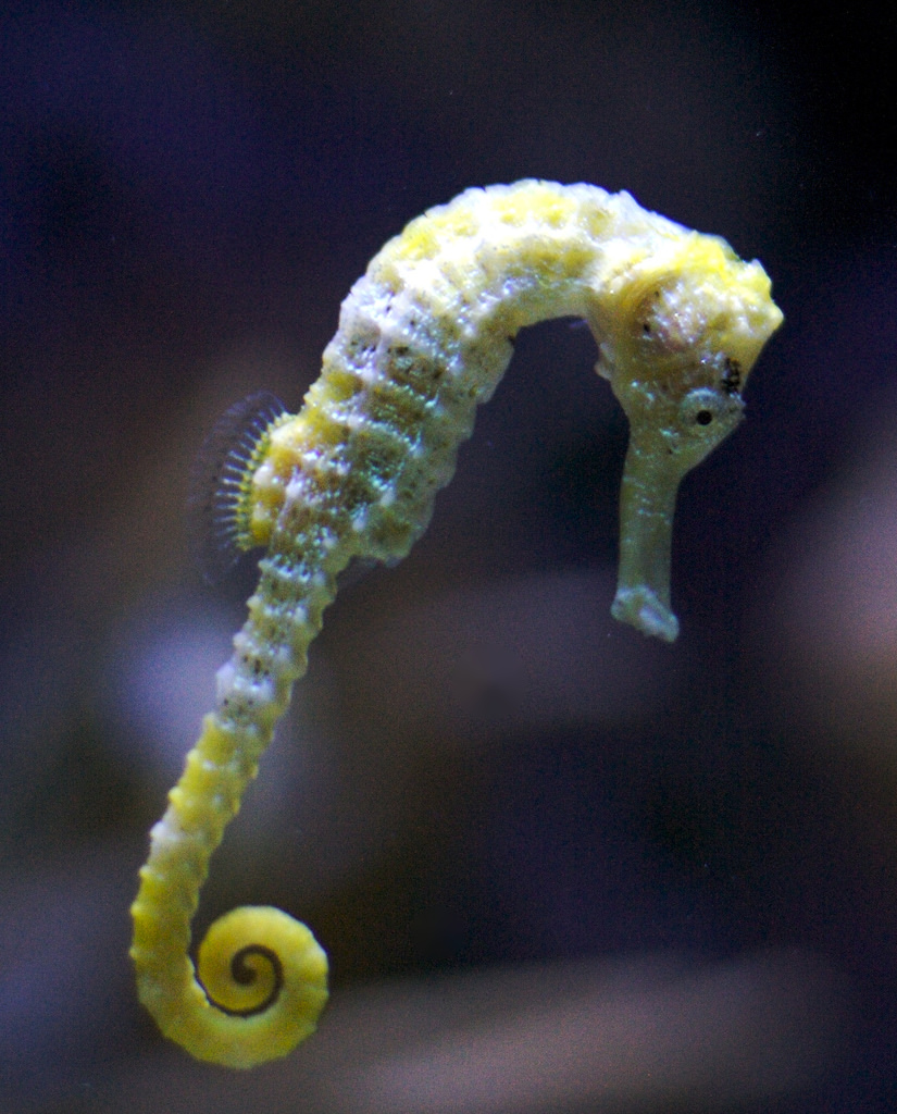 High Quality sad seahorse Blank Meme Template