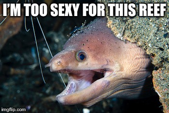I’M TOO SEXY FOR THIS REEF | made w/ Imgflip meme maker