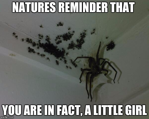 Spiders | NATURES REMINDER THAT; YOU ARE IN FACT, A LITTLE GIRL | image tagged in spiders | made w/ Imgflip meme maker