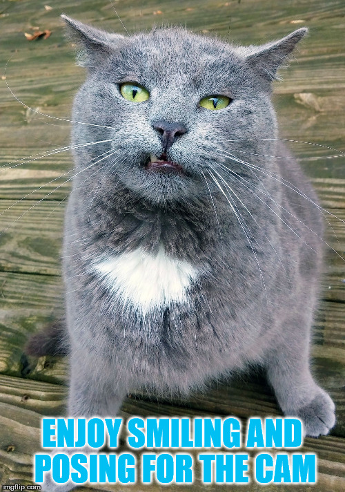 Smiley Cat | ENJOY SMILING AND POSING FOR THE CAM | image tagged in smiley cat | made w/ Imgflip meme maker