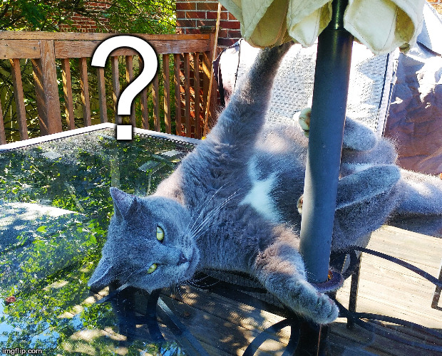 Pole dancing cat | ? | image tagged in pole dancing cat | made w/ Imgflip meme maker