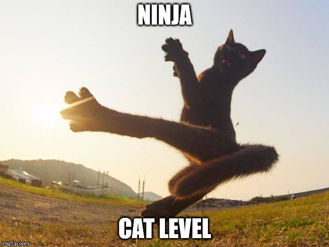 Ninja Cat | NINJA; CAT LEVEL | image tagged in memes,funny cats,ninja | made w/ Imgflip meme maker