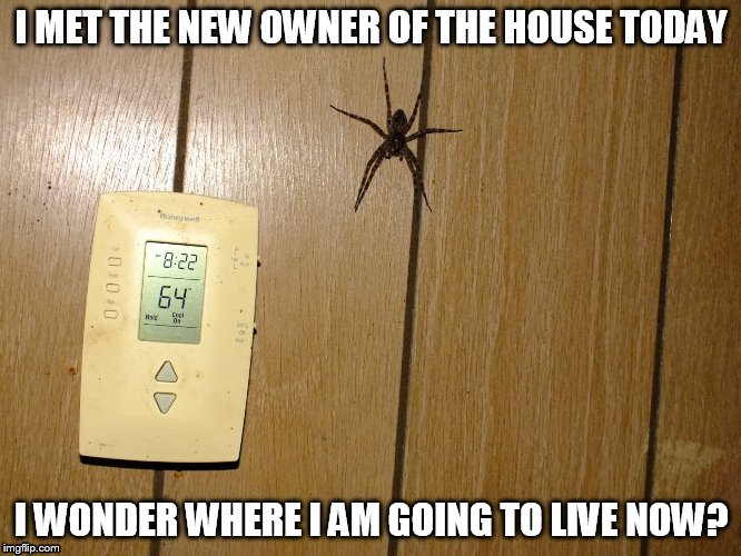 Gotta move! |  I MET THE NEW OWNER OF THE HOUSE TODAY; I WONDER WHERE I AM GOING TO LIVE NOW? | image tagged in spider,scumbag spider,oh hell no,gross,kill it with fire | made w/ Imgflip meme maker