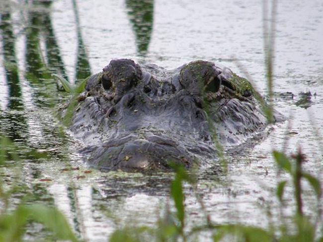 alligator in swamp Linda MacPhee Blank Meme Template