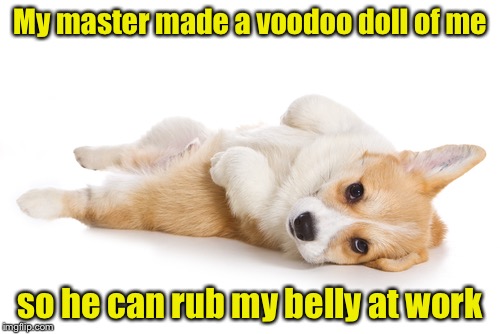 Give me a belly rub | My master made a voodoo doll of me; so he can rub my belly at work | image tagged in give me a belly rub,memes,dogs,voodoo doll | made w/ Imgflip meme maker