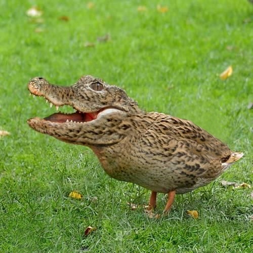 Crocoduck Blank Meme Template