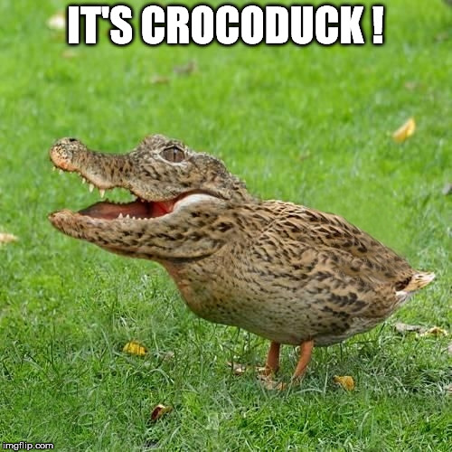 Now available at Wallbaws | IT'S CROCODUCK ! | image tagged in crocoduck,duck duck goose memes,goose goes the moose that got loose,funny,memers were meming | made w/ Imgflip meme maker