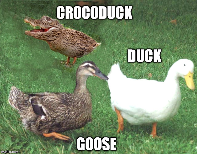 You're it! | CROCODUCK; DUCK; GOOSE | image tagged in crockoduck duck goose,crocoduck,everybody duck,go duck yourself,i dont give a duck mayne,funny memes | made w/ Imgflip meme maker