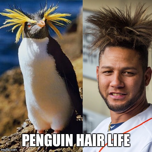 Yuli gurriel hair  | PENGUIN HAIR LIFE | image tagged in meme | made w/ Imgflip meme maker