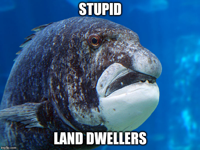 STUPID LAND DWELLERS | made w/ Imgflip meme maker